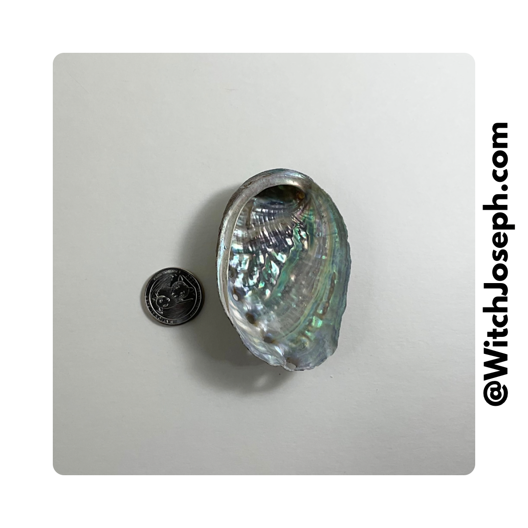 Small Abalone Shell