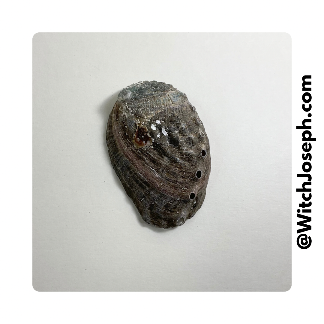 Small Abalone Shell