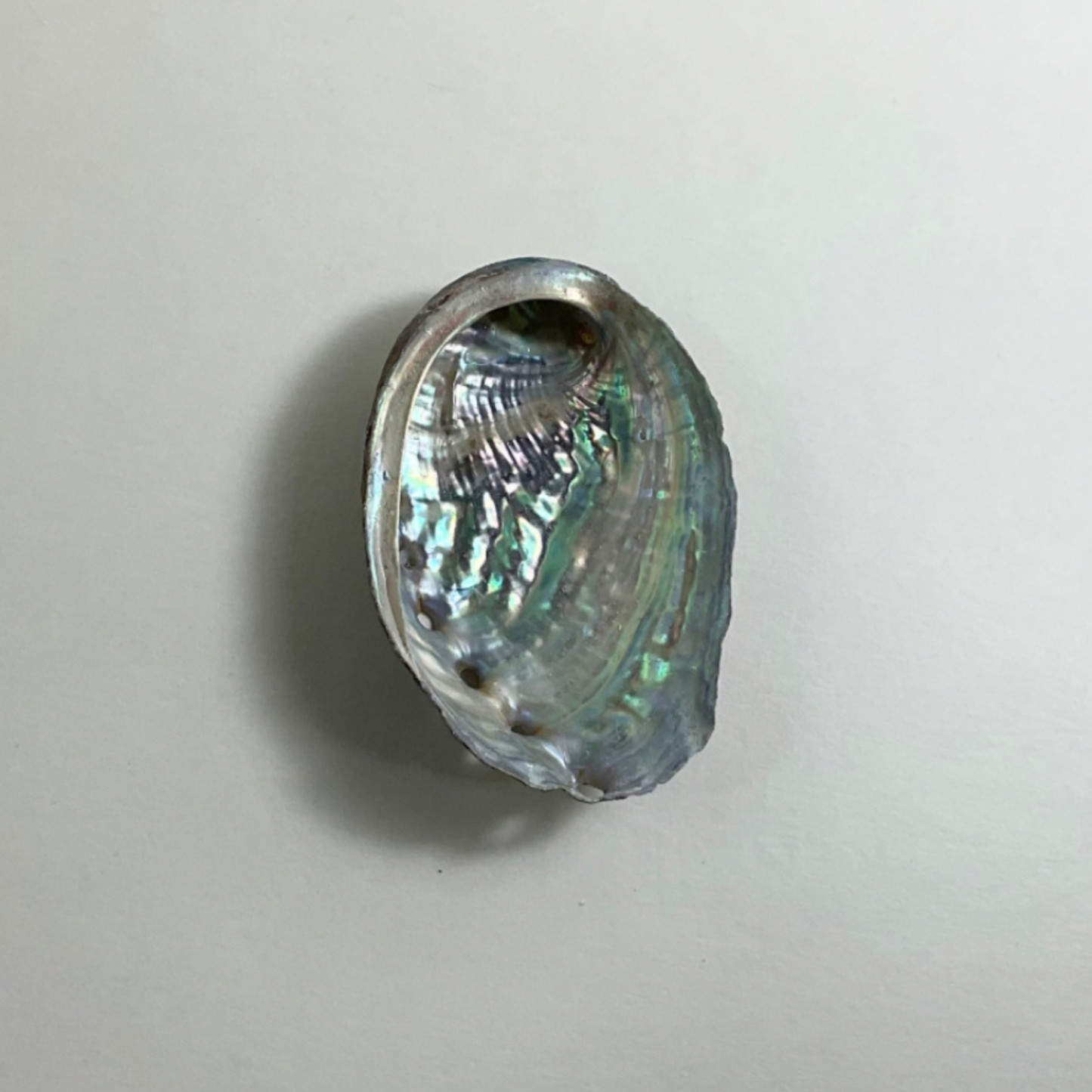 Small Abalone Shell