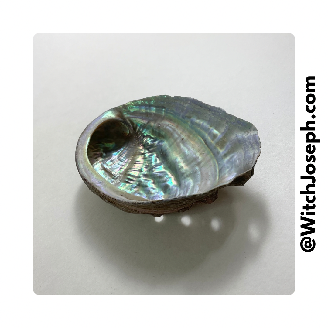 Small Abalone Shell