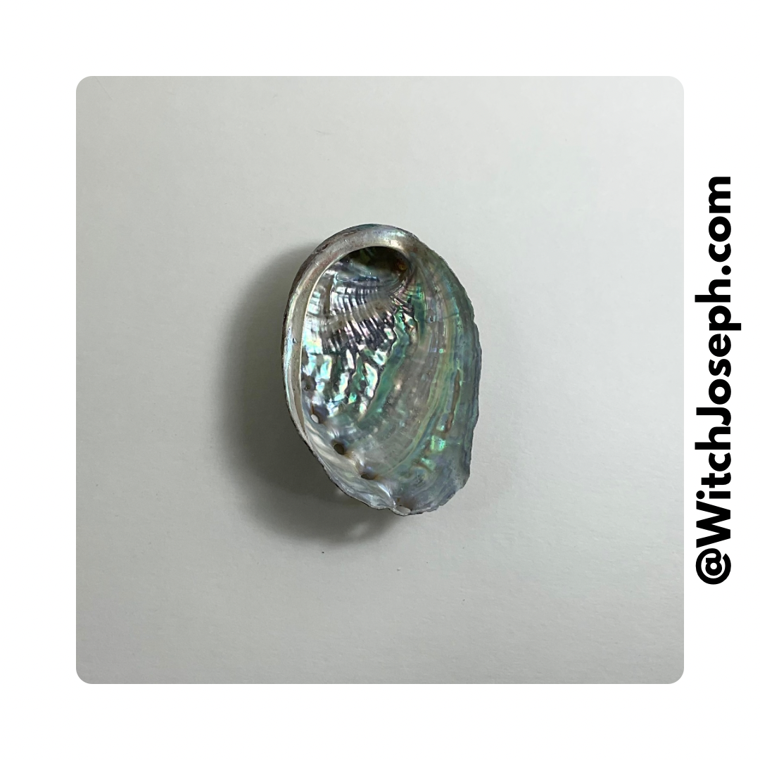 Small Abalone Shell