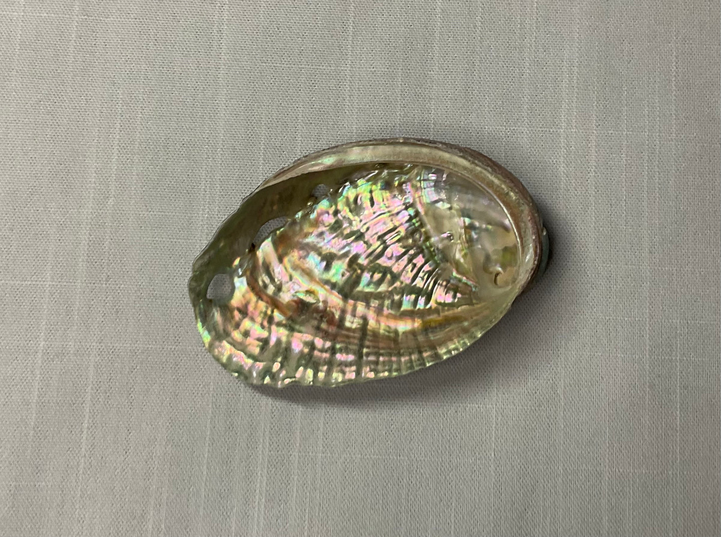 Small Abalone Shell