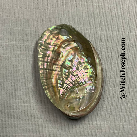 Small Abalone Shell