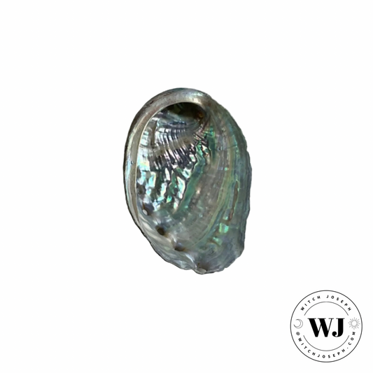 Small Abalone shell displayed on a white background with 'WJ' logo.
