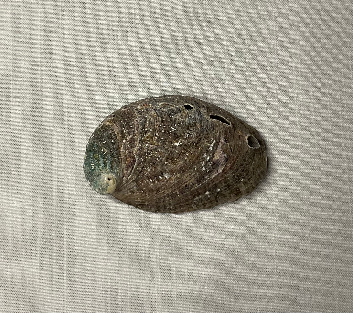 Small Abalone Shell