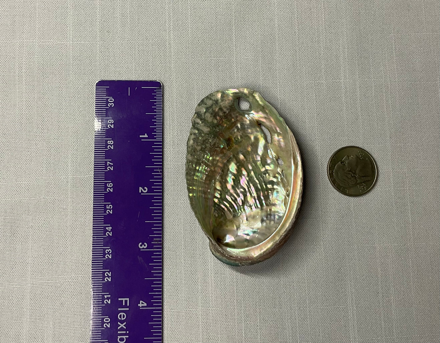 Small Abalone Shell