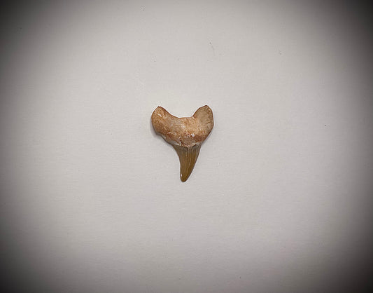 Shark Tooth